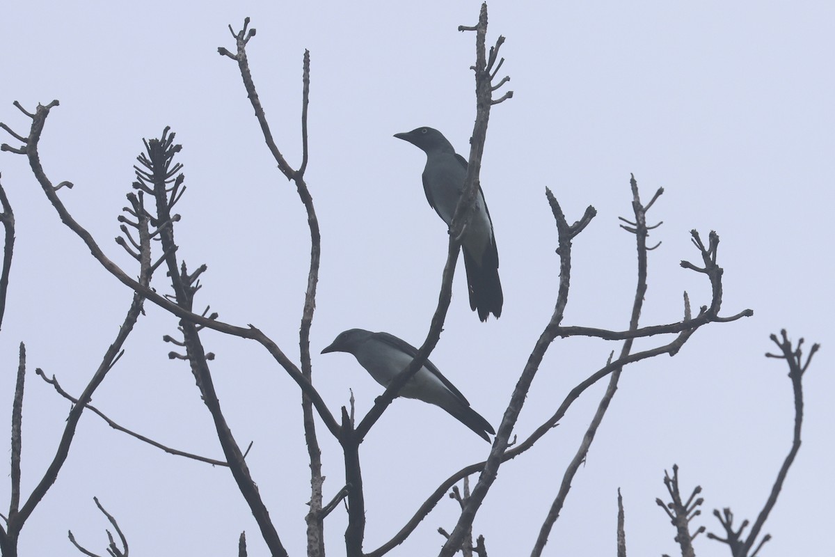 White-rumped Cuckooshrike - ML641482231