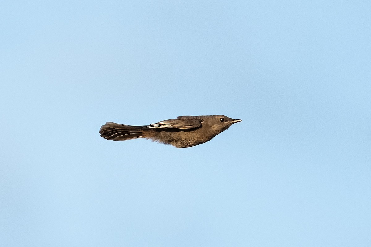 Katzenspottdrossel - ML641482236