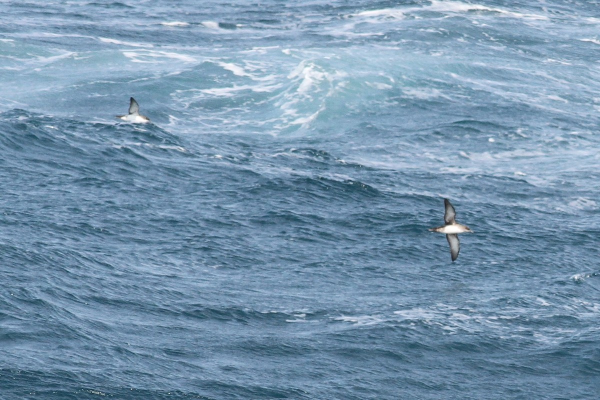 Balearic Shearwater - ML641482238