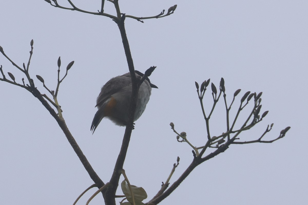 Bulbul urre-ipurdia - ML641482246