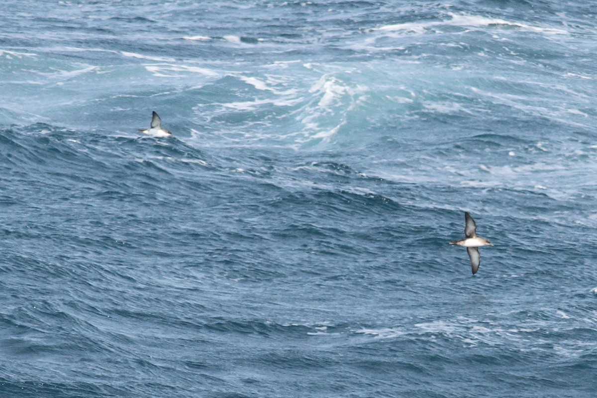 Balearic Shearwater - ML641482259