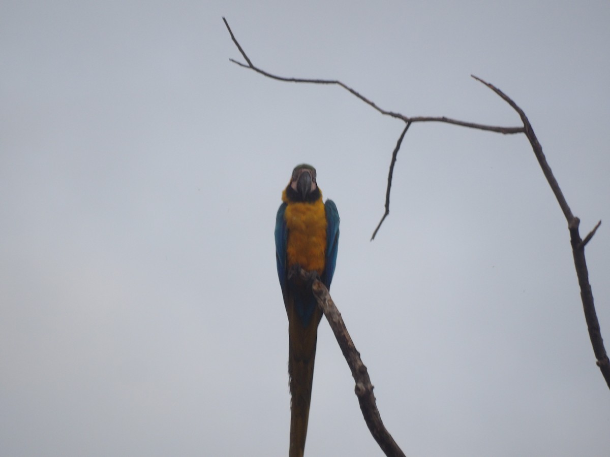 Blue-and-yellow Macaw - ML641482283
