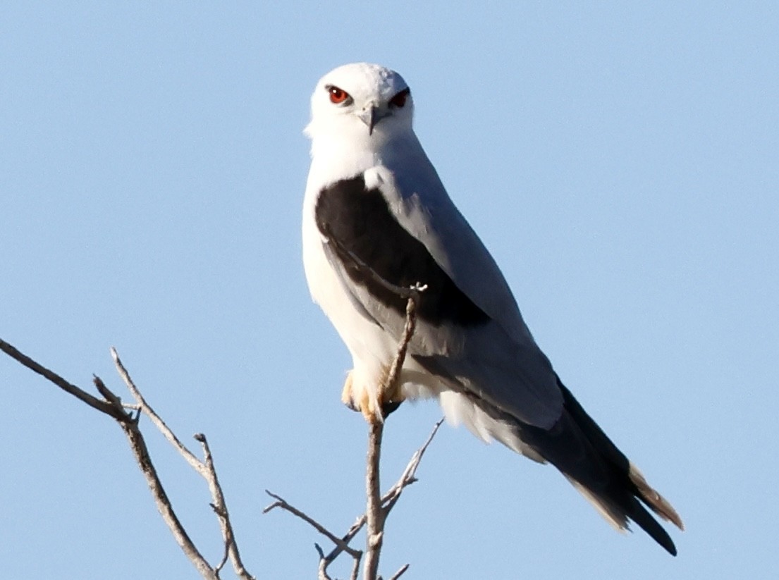 Black-shouldered Kite - ML641482288