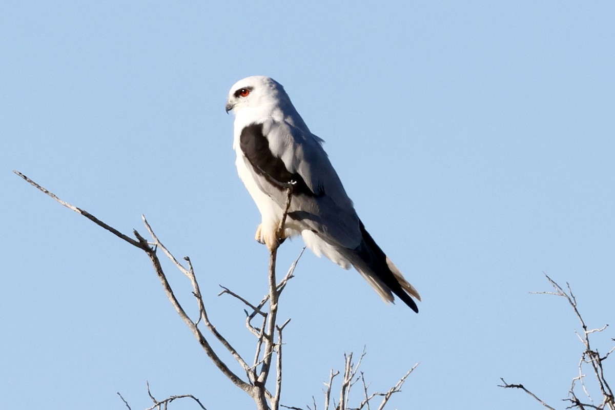 Black-shouldered Kite - ML641482289