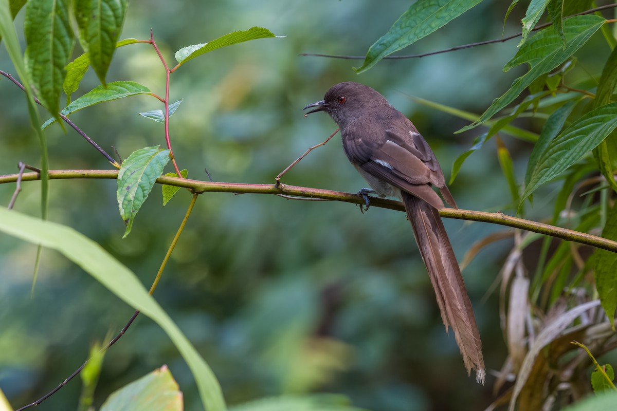 Long-tailed Sibia - ML641482322