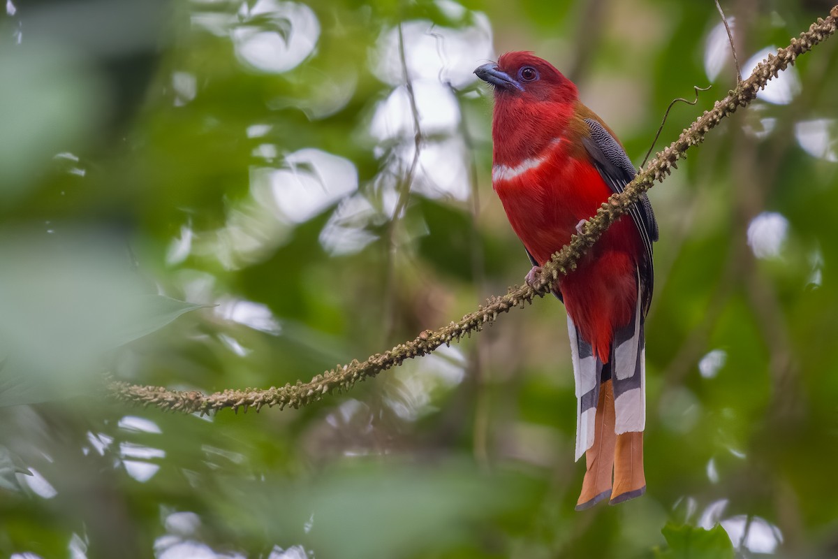 Red-headed Trogon - ML641482346
