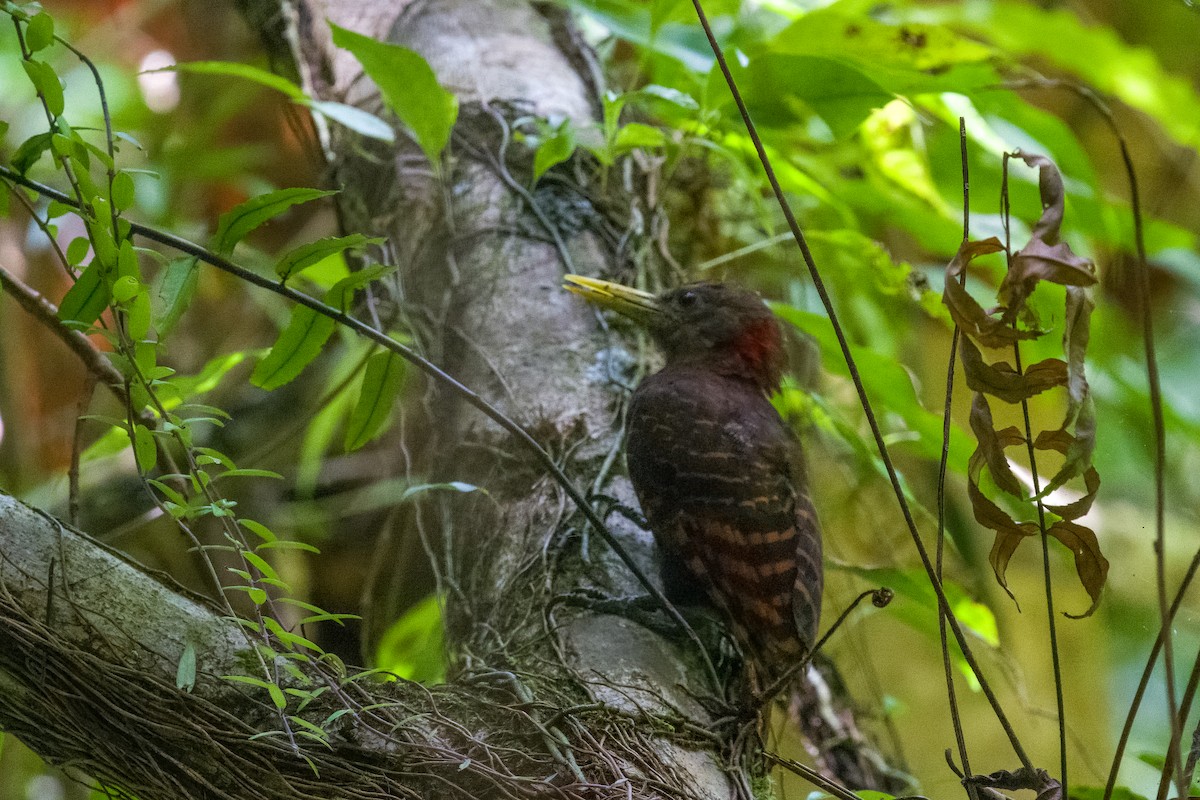 Bay Woodpecker - ML641482352