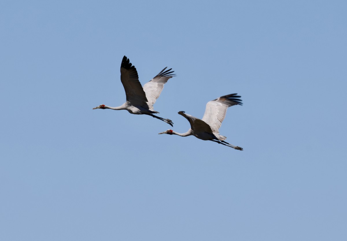 Brolga - ML641482419