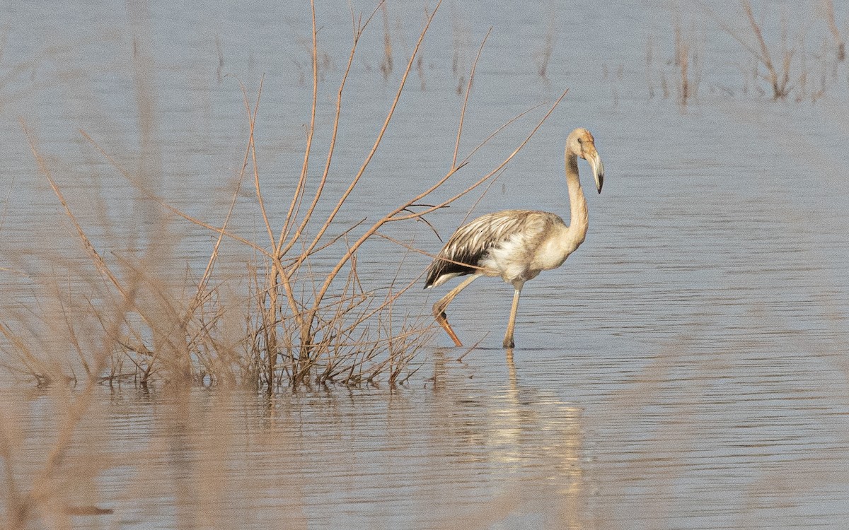 Ягаан нал - ML641482434