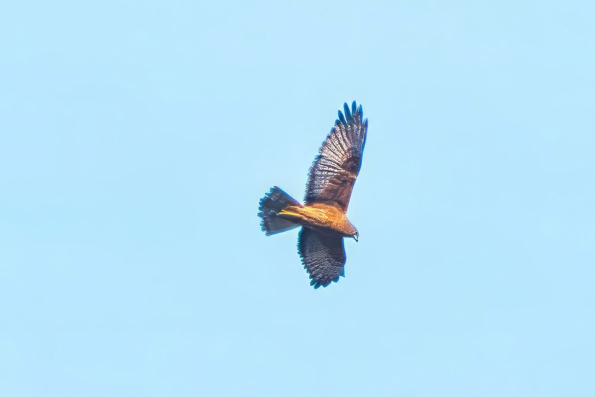 Swamp Harrier - ML641482463