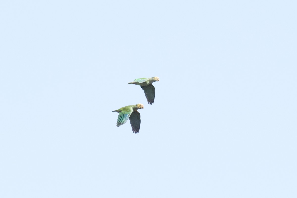 Yellow-faced Parrot - ML641482481