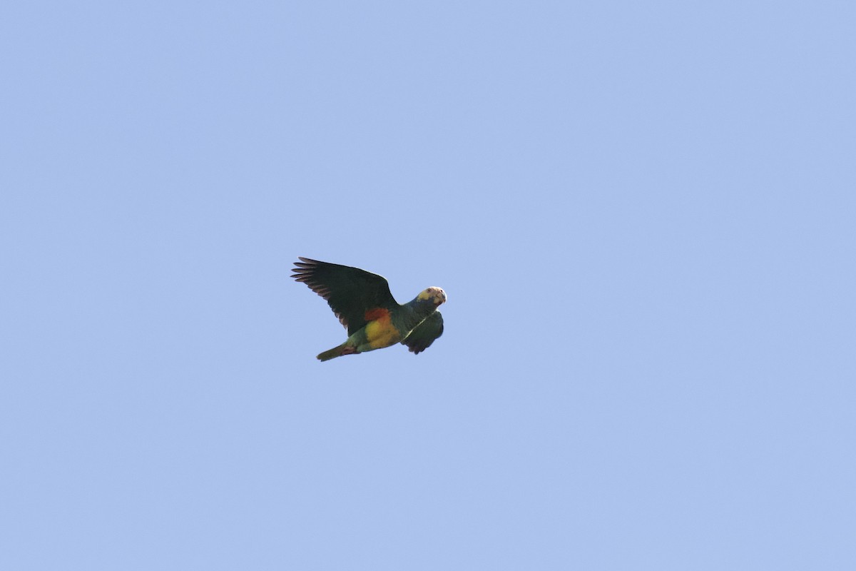 Yellow-faced Parrot - ML641482502