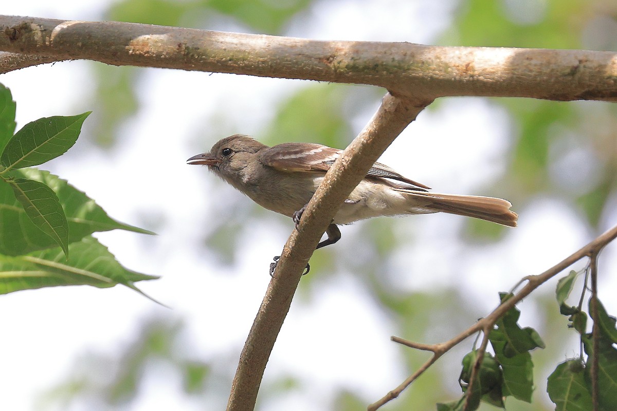 Caribbean Elaenia - ML641482537