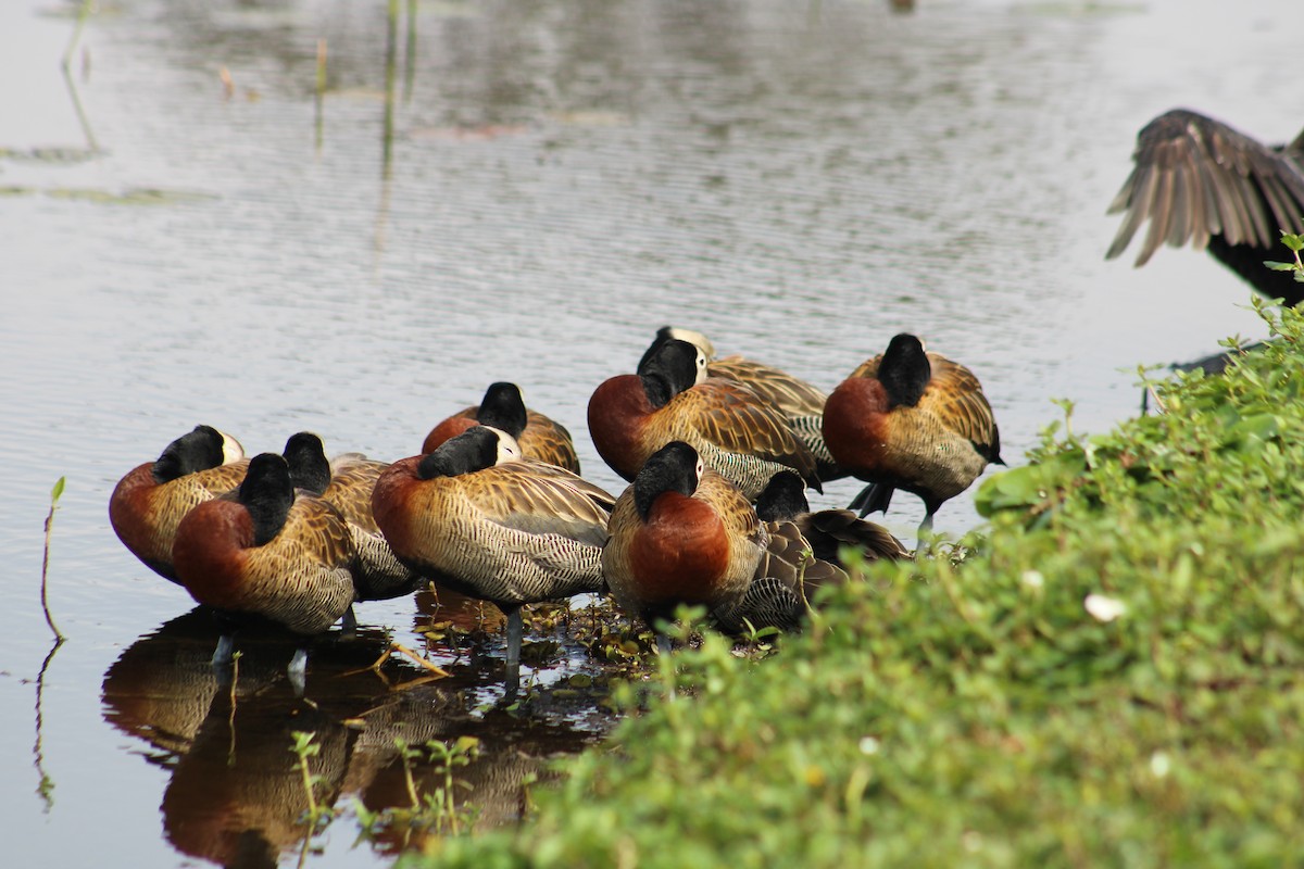 White-faced Whistling-Duck - ML641482539