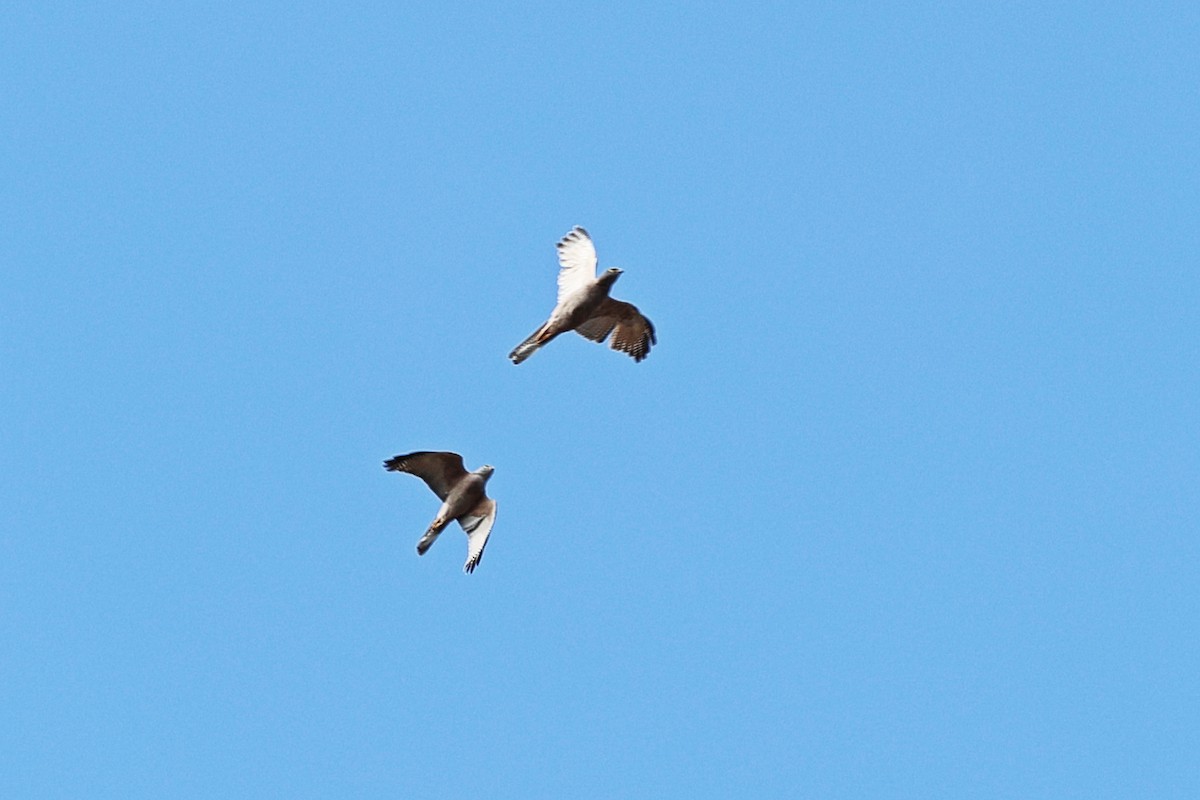 Collared Sparrowhawk - ML641482547
