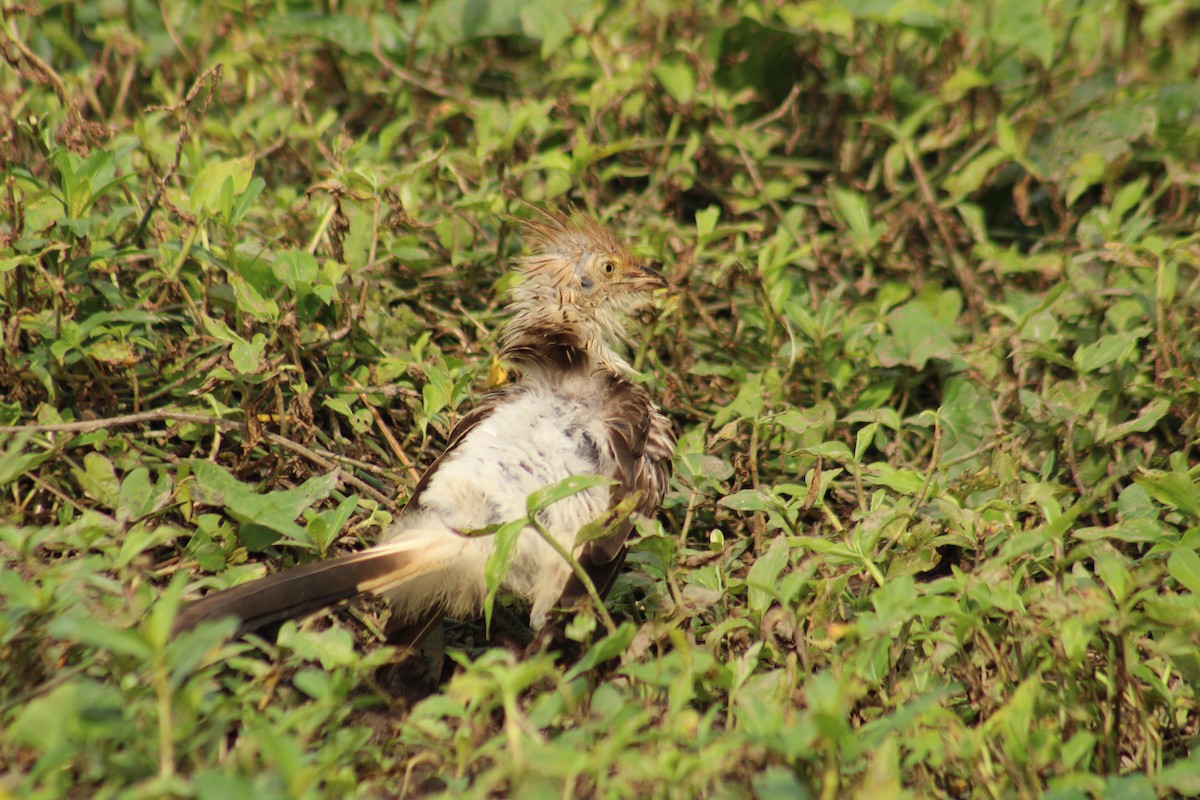 Guira Cuckoo - ML641482550