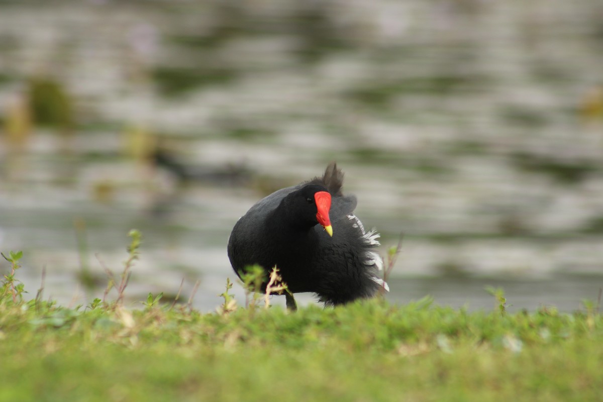Common Gallinule - ML641482560