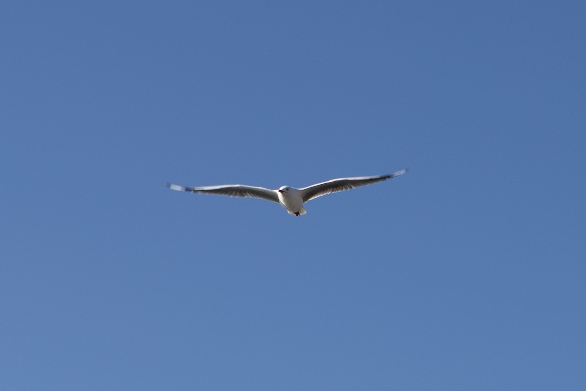 Silver Gull (Red-billed) - ML641482567