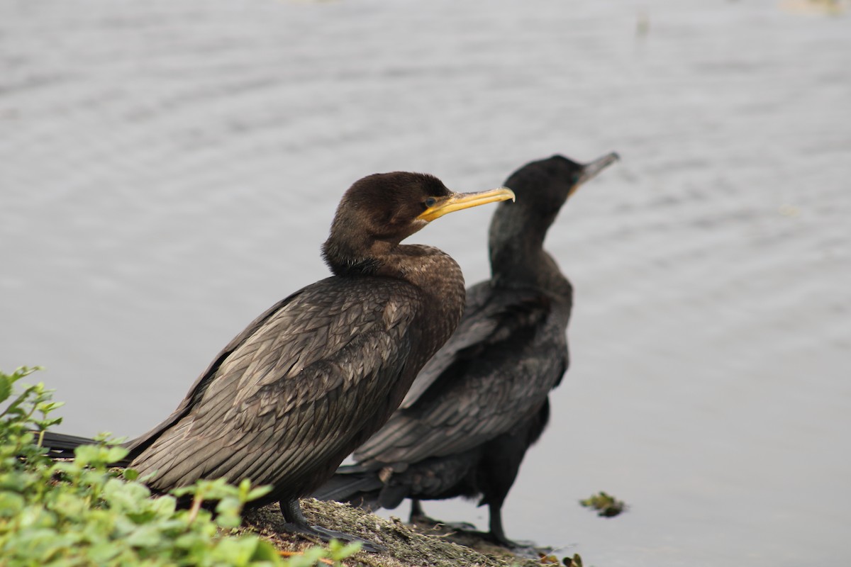 Neotropic Cormorant - ML641482580