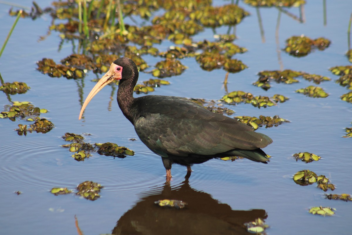 Bare-faced Ibis - ML641482598