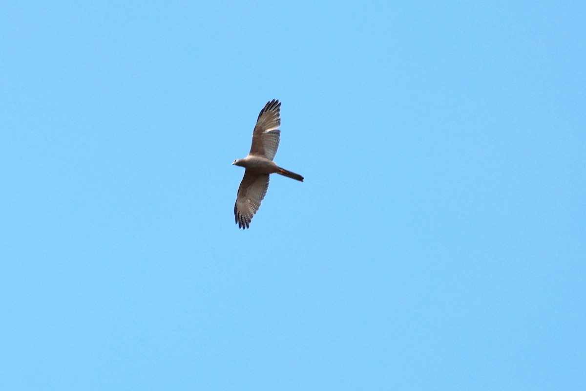 Collared Sparrowhawk - ML641482599