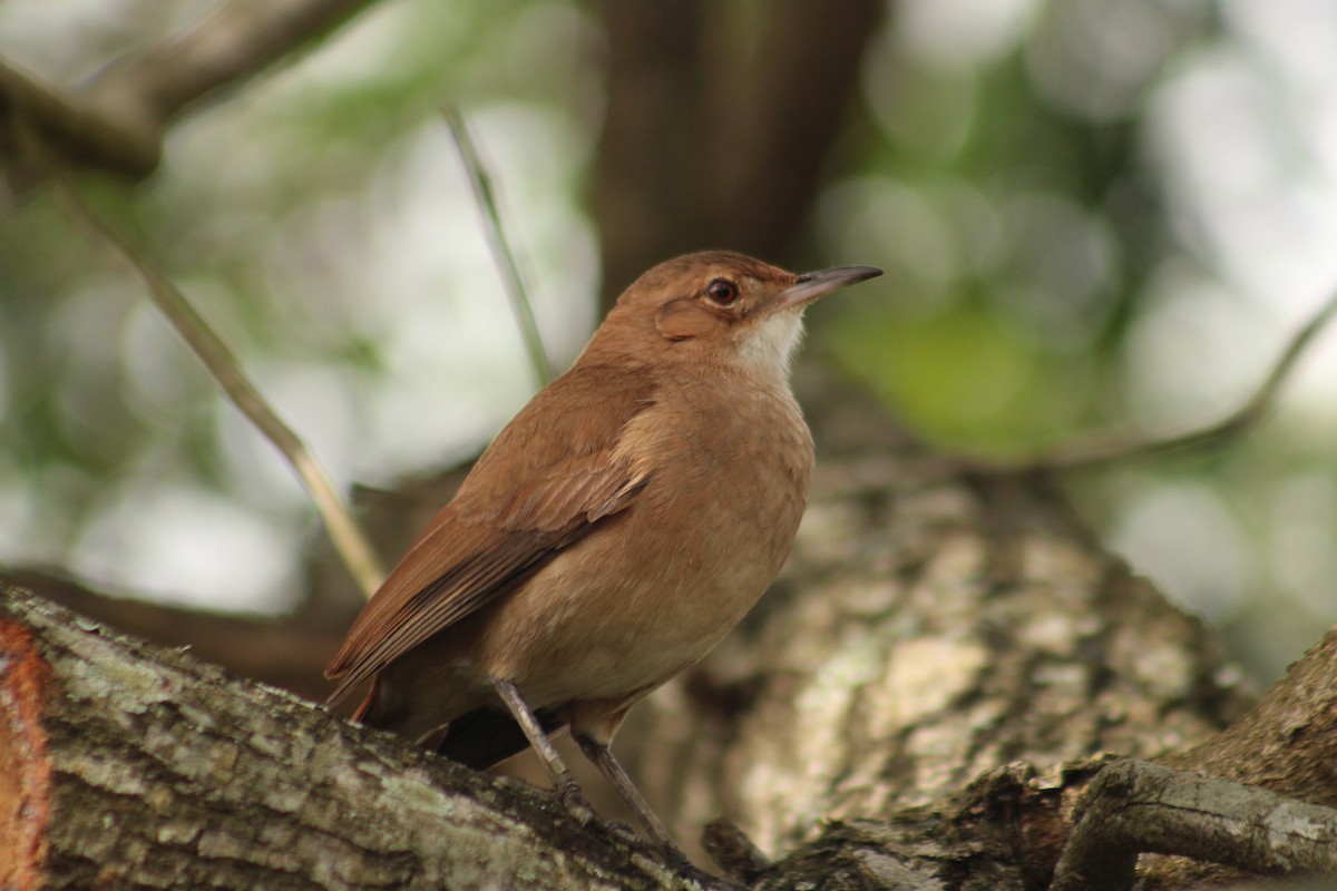 Rufous Hornero - ML641482617