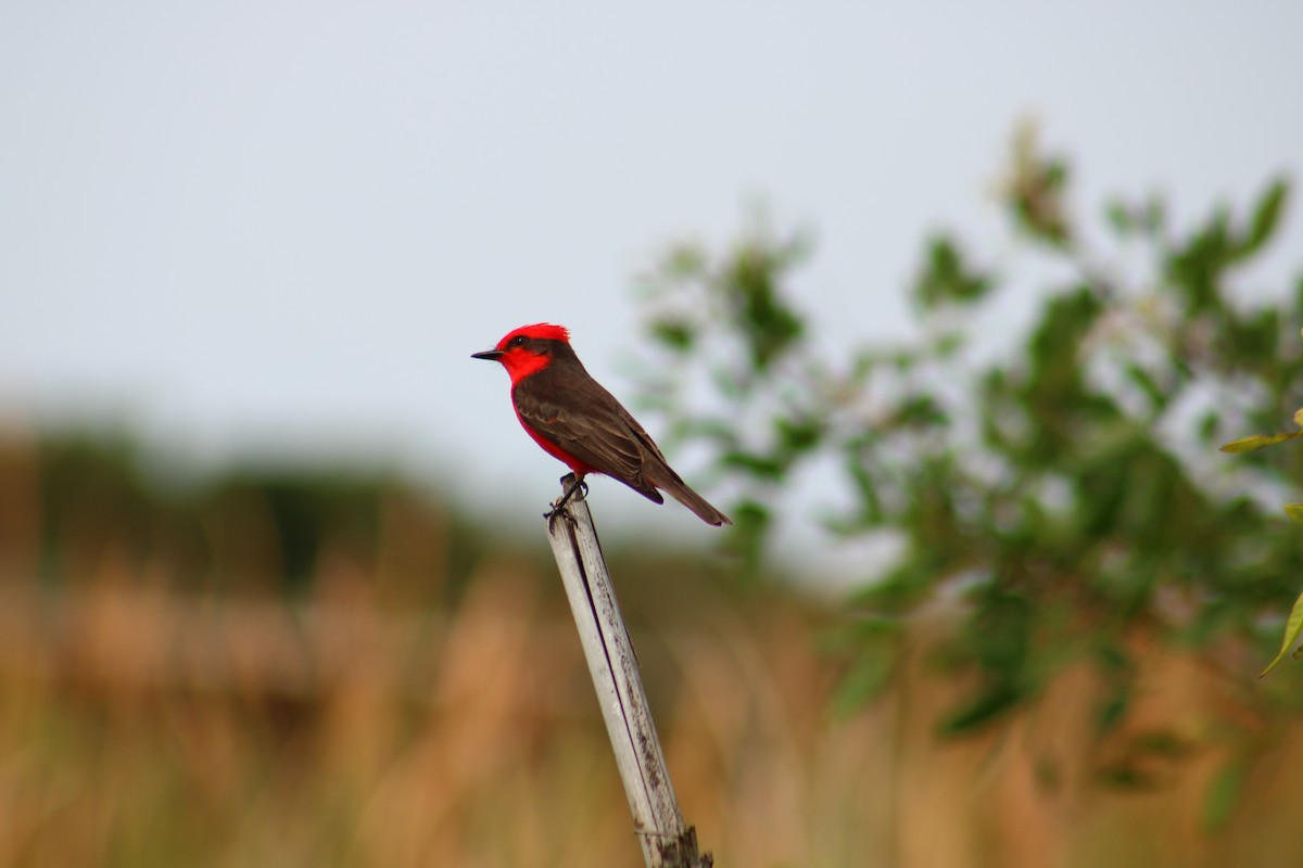 Vermilion Flycatcher - ML641482625