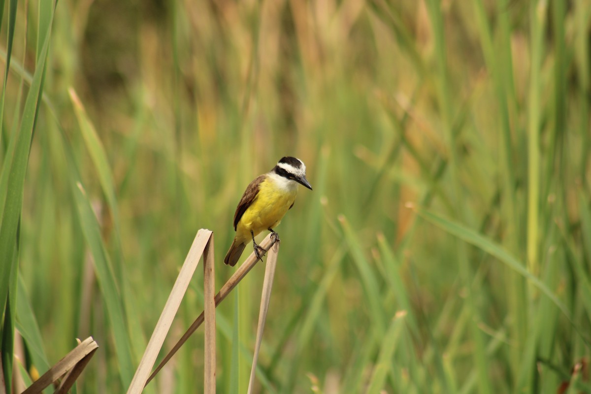 Great Kiskadee - ML641482644