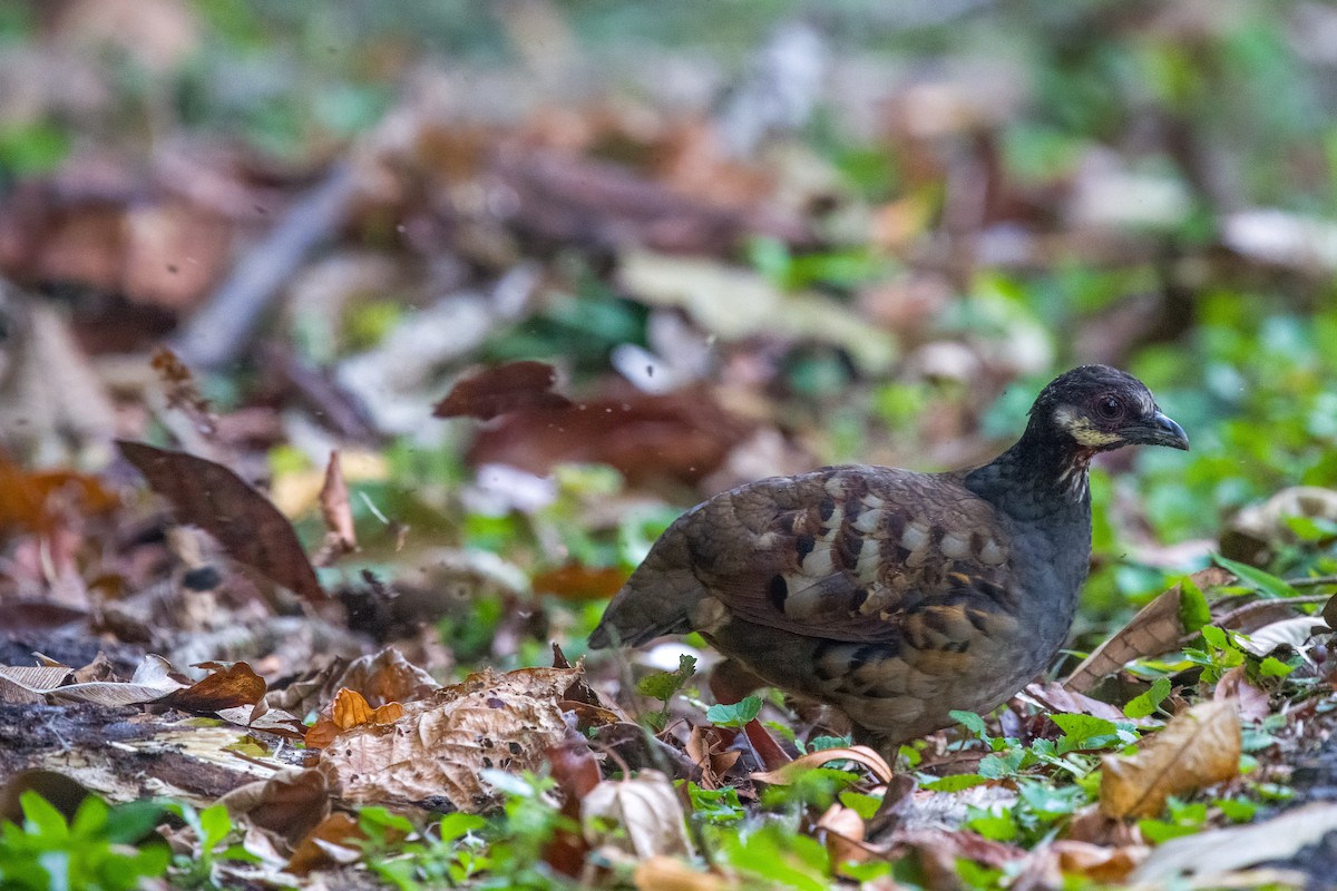 Malayan Partridge - ML641482680