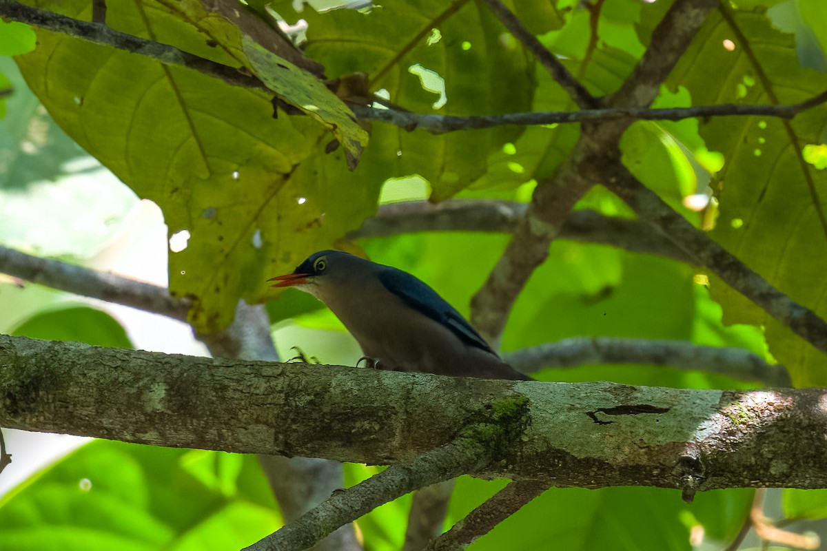 Velvet-fronted Nuthatch - ML641482700