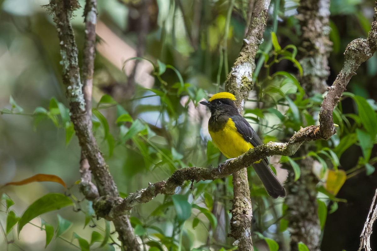 Sultan Tit - ML641482707