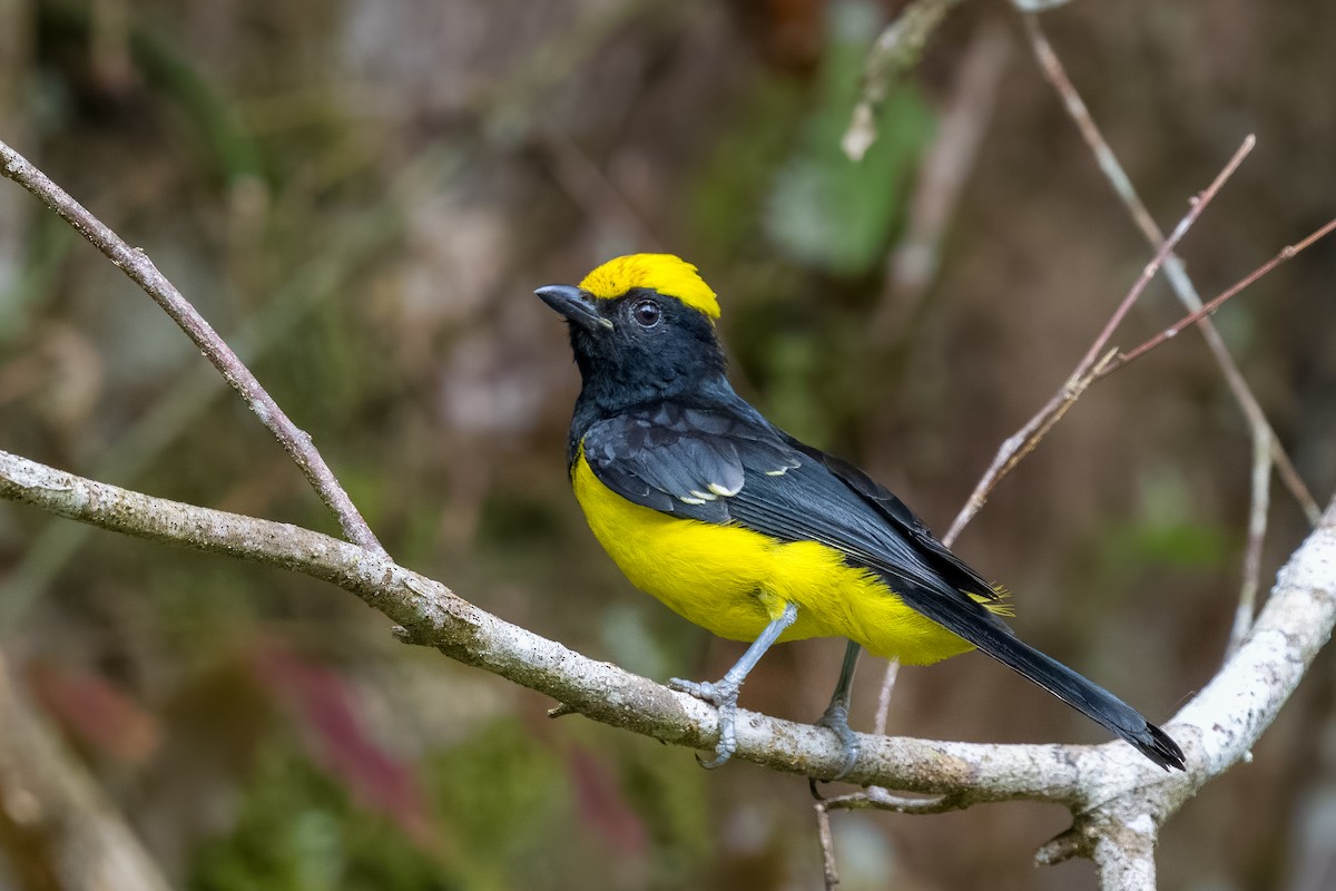 Sultan Tit - ML641482708