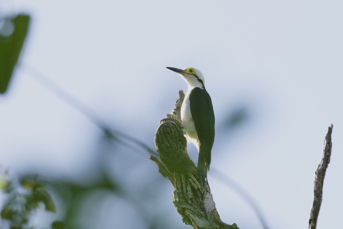 White Woodpecker - ML641482713