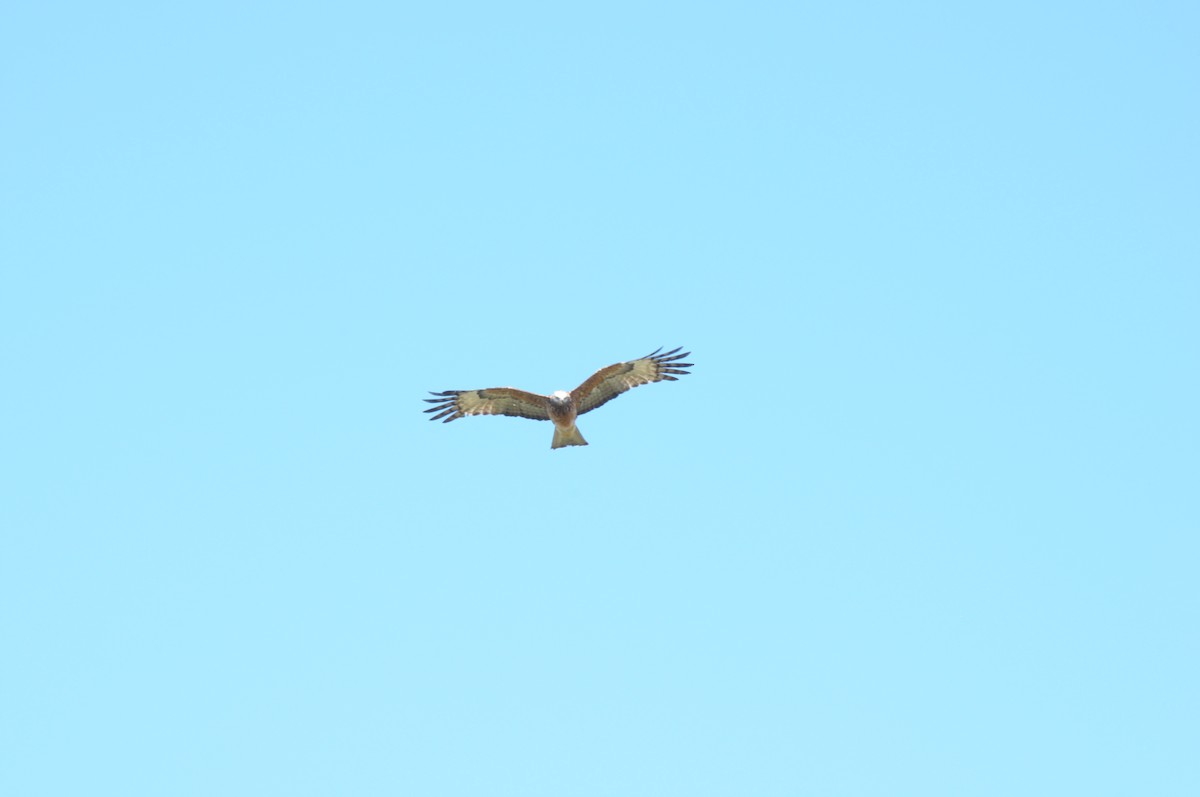 Square-tailed Kite - ML641482714