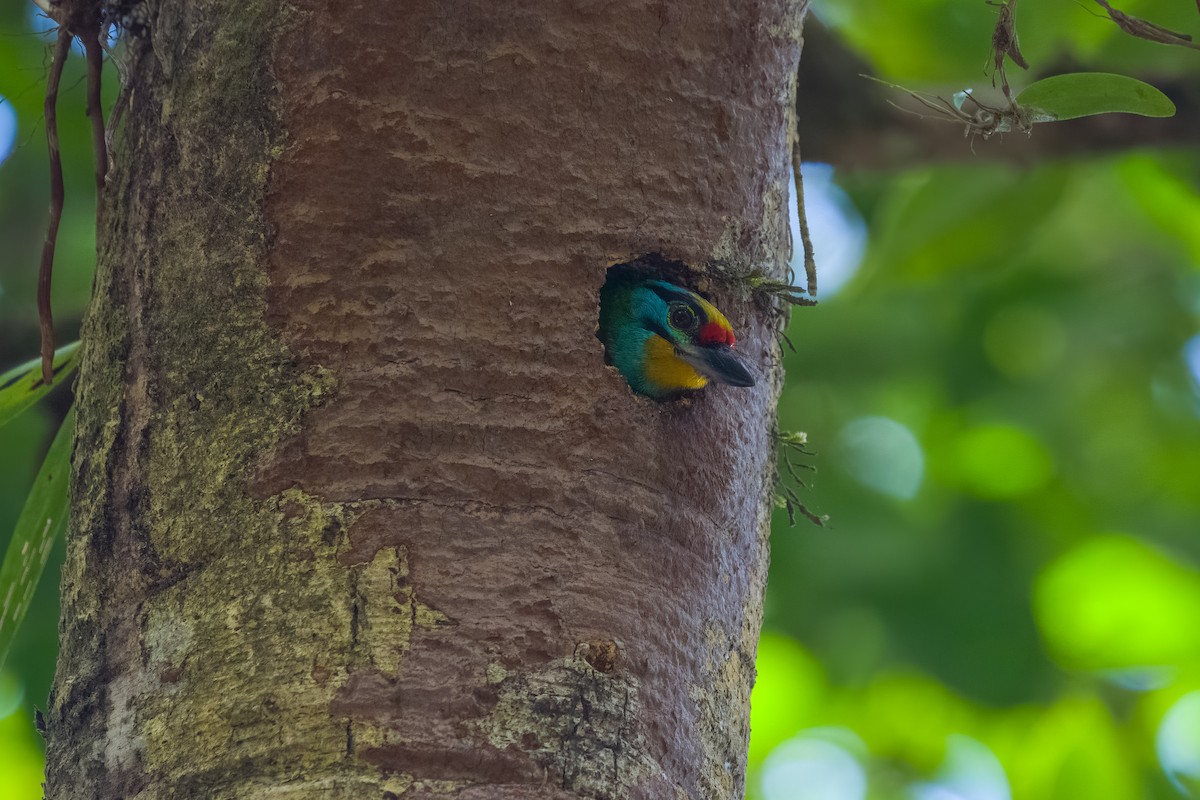 Black-browed Barbet - ML641482722