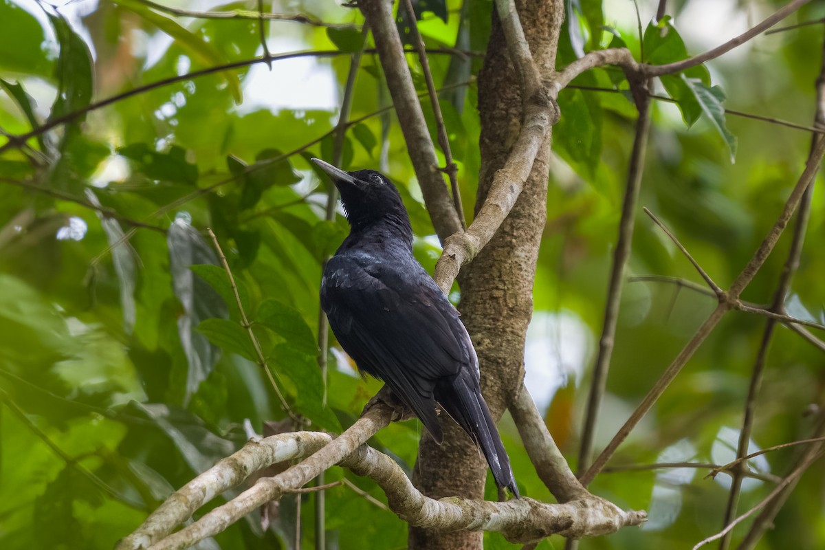 Black-and-crimson Oriole - ML641482727