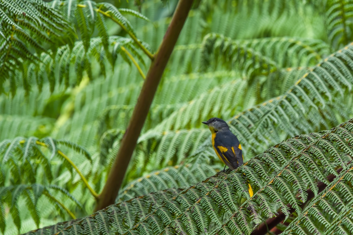 Graukehl-Mennigvogel - ML641482757