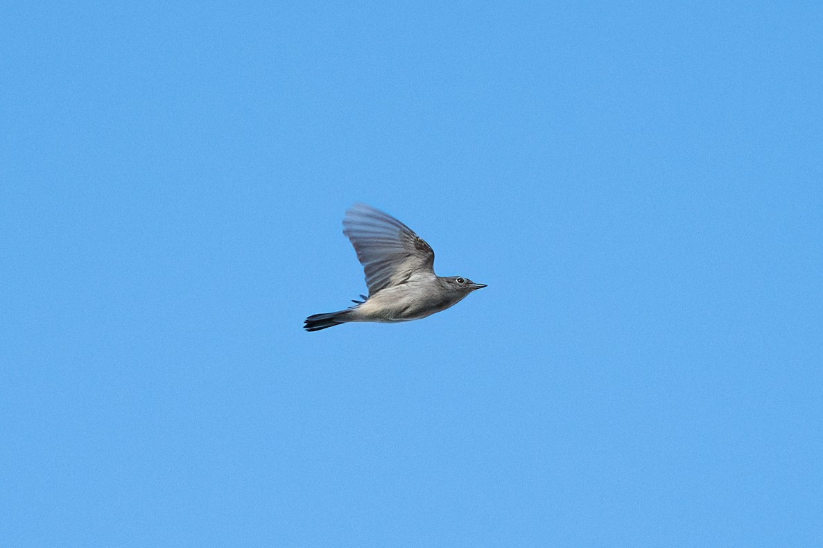 Gelbscheitel-Waldsänger - ML641482758