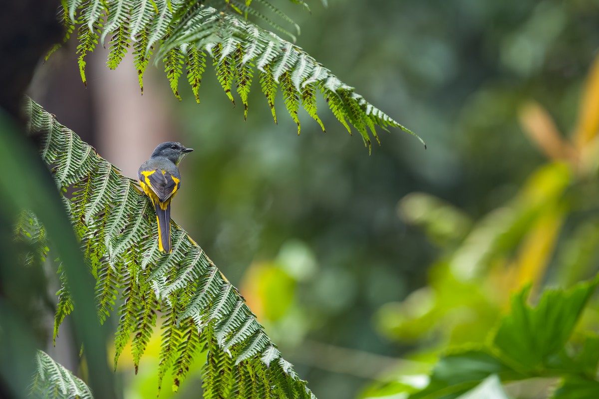Graukehl-Mennigvogel - ML641482759