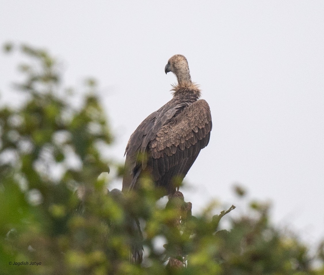 White-rumped Vulture - ML641482761