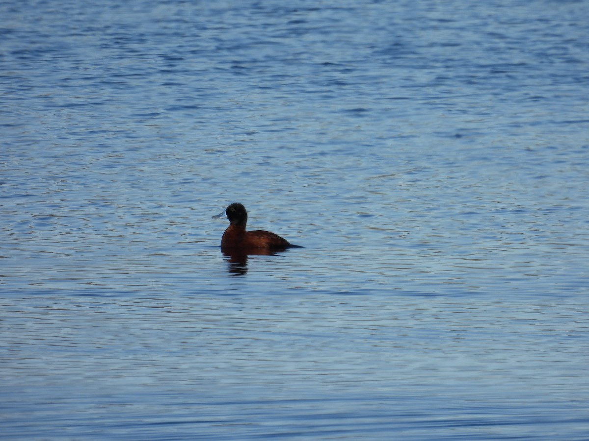 Lake Duck - ML641482785