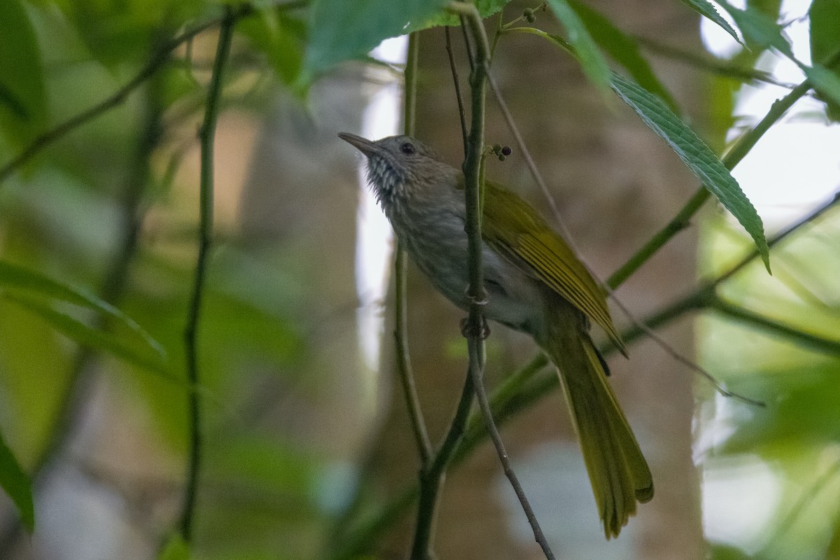 Mountain Bulbul - ML641482819