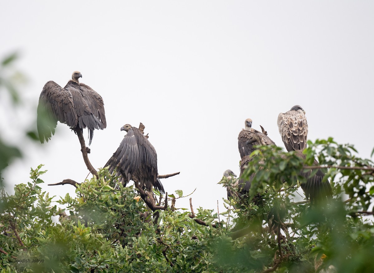 White-rumped Vulture - ML641482832