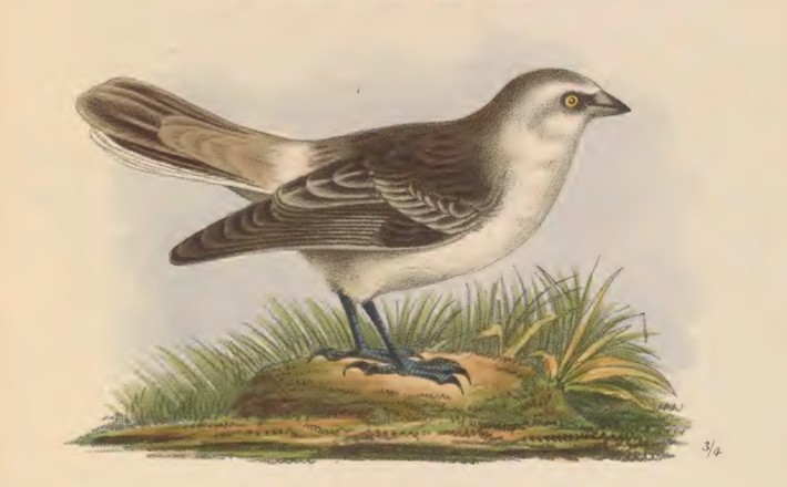 White-rumped Snowfinch - ML641482834
