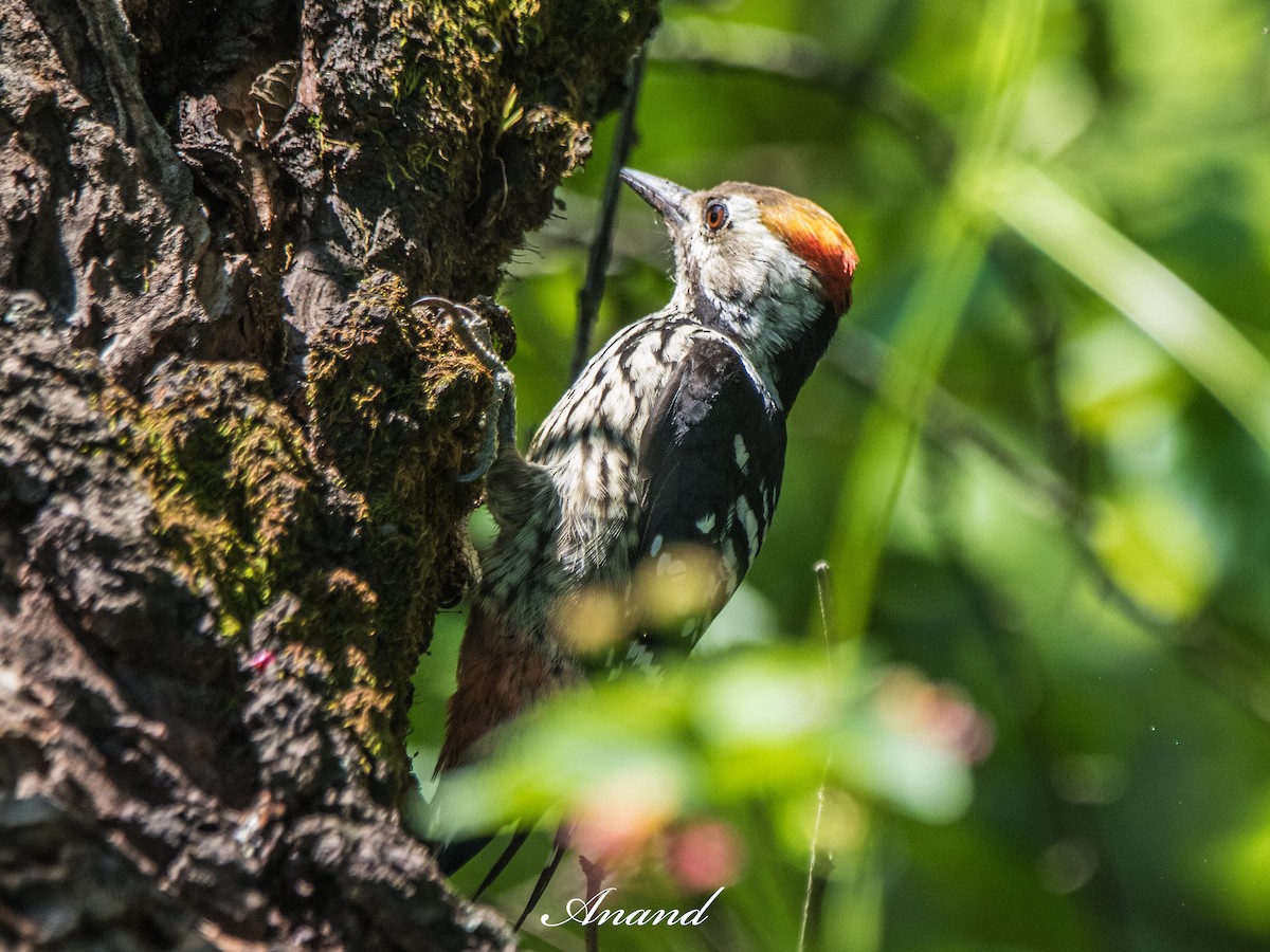 Brown-fronted Woodpecker - ML641482845