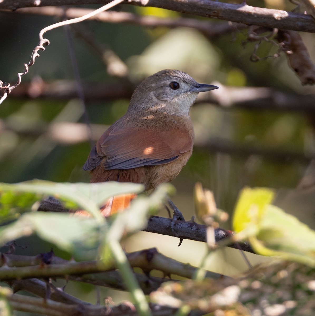 White-lored Spinetail - ML641482849