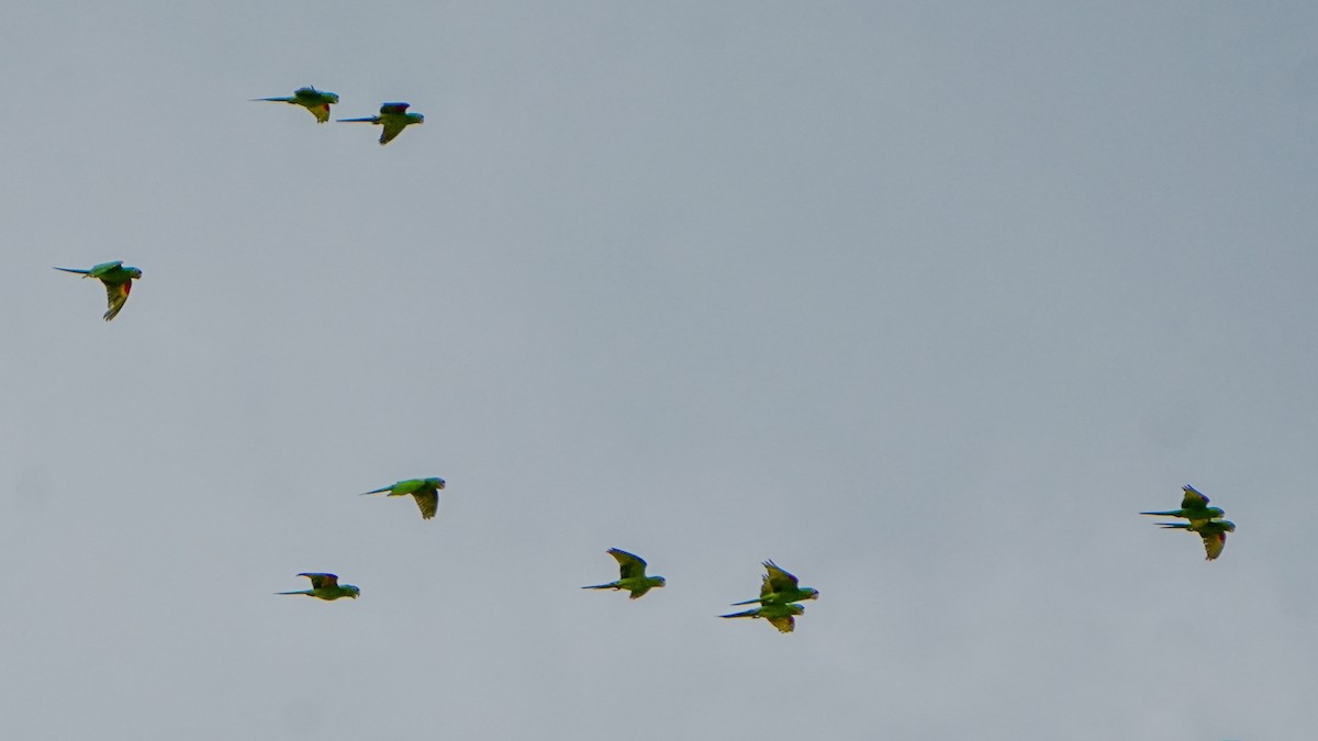 White-eyed Parakeet - ML641482857