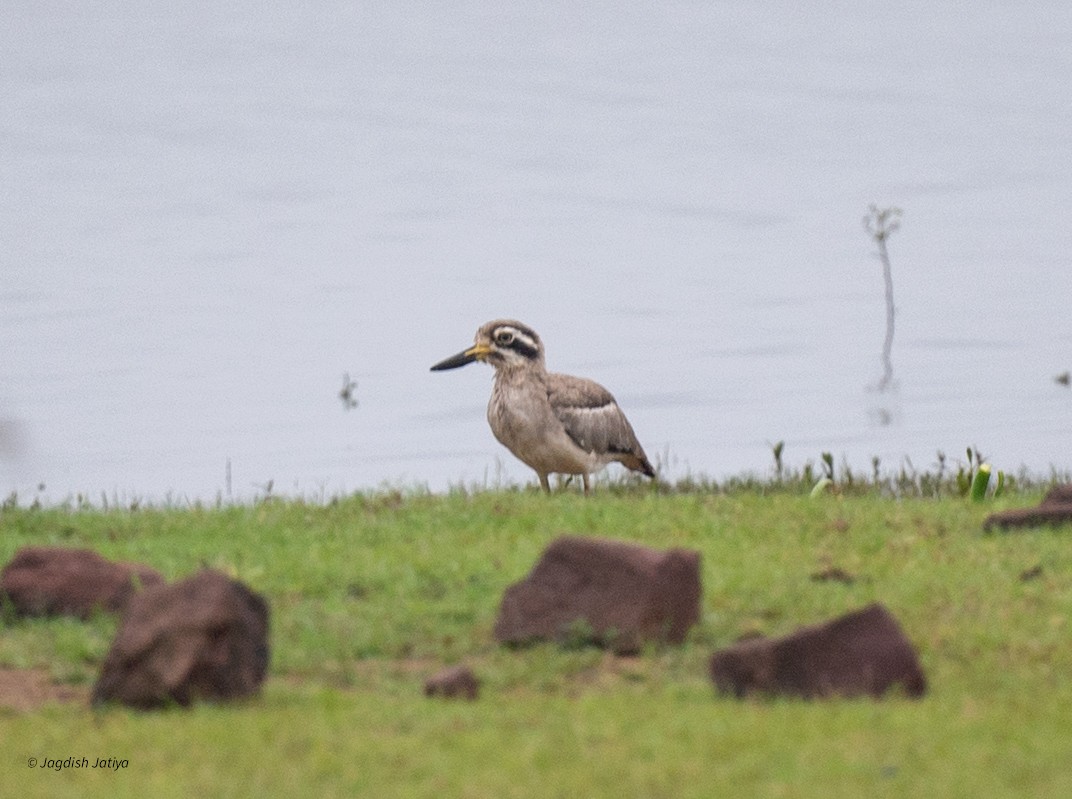Great Thick-knee - ML641482900