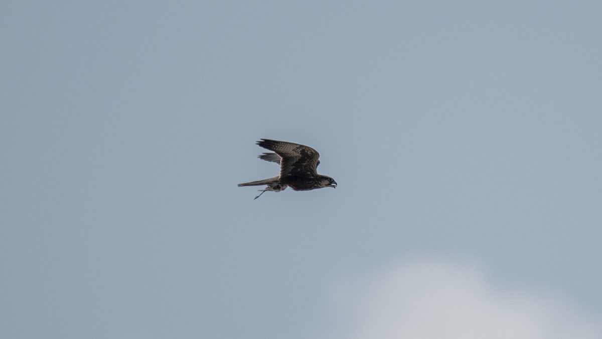 Falco laggar - ML641482936