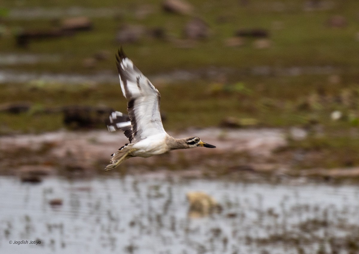 Great Thick-knee - ML641482949